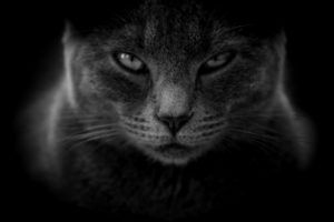 cat, moody, angry