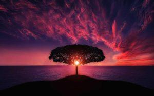 tree, sunset, amazing